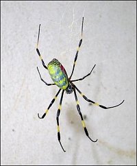 Překvapení pro slabší povahy a pro dámy - originál nefalšovaný japonský pavouk značné velikosti (šk