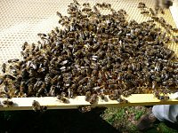 Radost včelaře