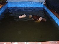 Hasiči tahali krávu z bazénu