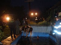 Hasiči tahali krávu z bazénu