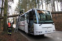Spadlý strom na bus, Plešovice